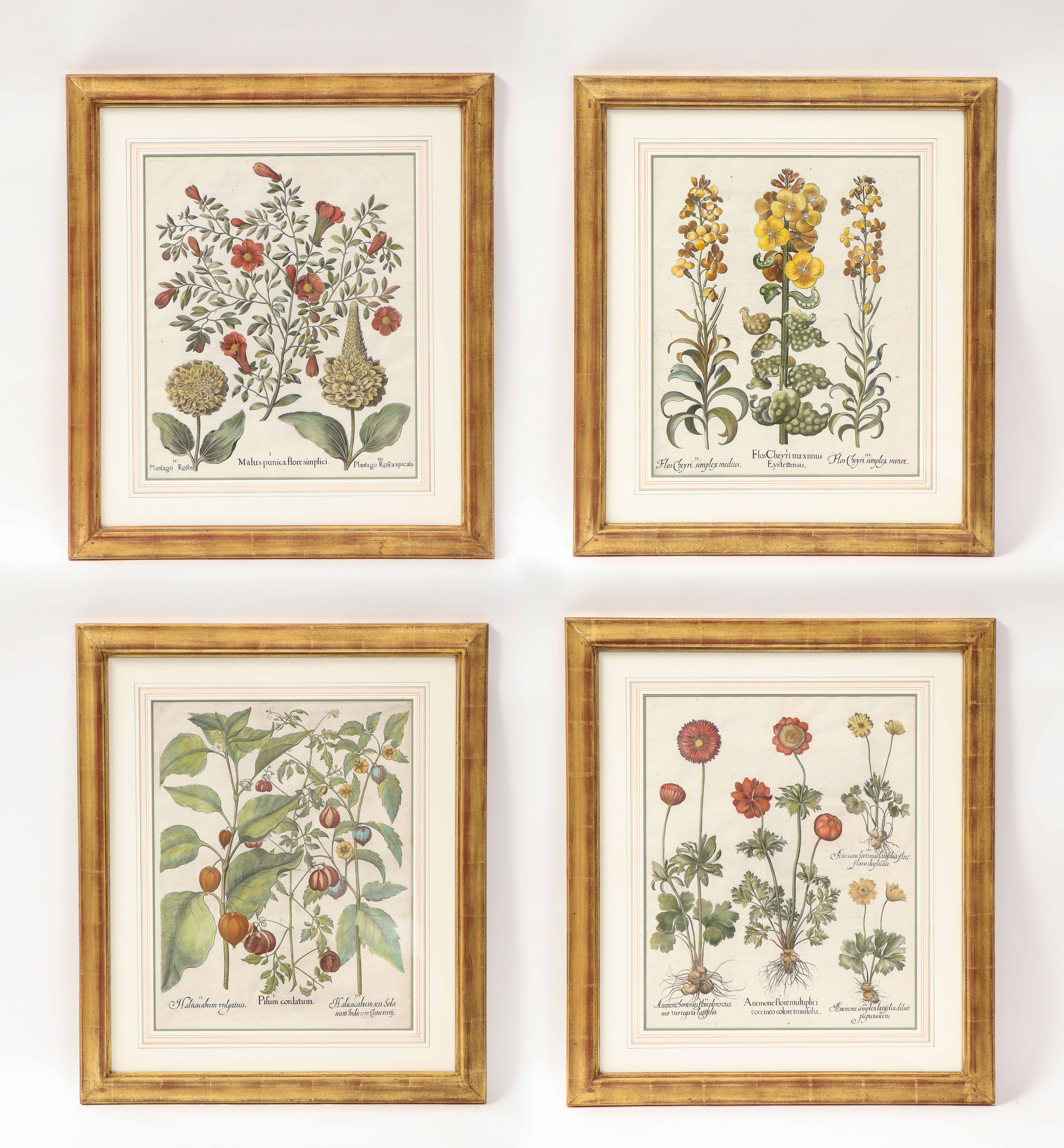 Set of Four Hortus Eysstettensis Botanical Prints